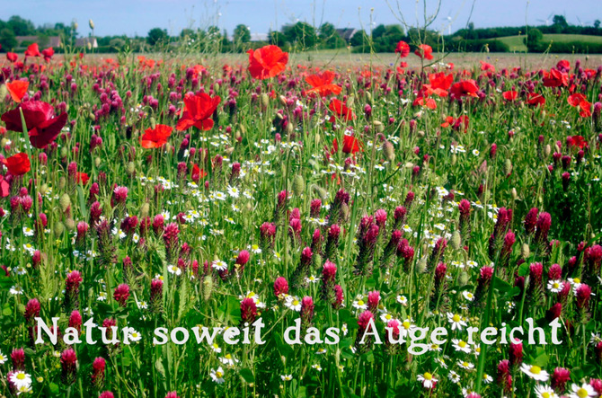 Ferienwohnung in Cismar - Landhus Lensterbek N&deg; 2 - Bild 8