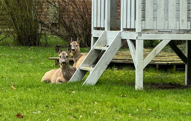Ferienwohnung in Fehmarn OT Staberdorf - "Landhaus Voss" Typ 3 Nr.9 - Bild 15