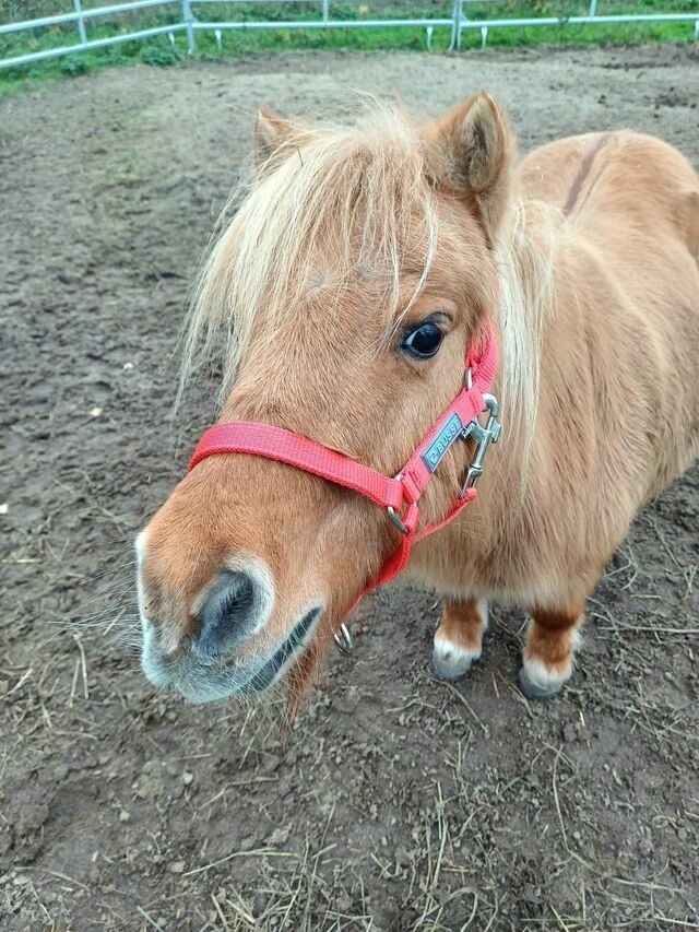 Ferienwohnung in Grömitz - "Pappelhof - Whg. 2" - Bild 25