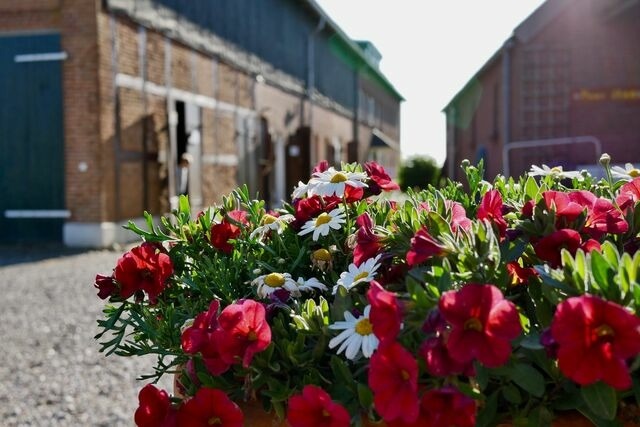 Ferienwohnung in Fehmarn - Knusthof Lafrenz - West - Bild 17