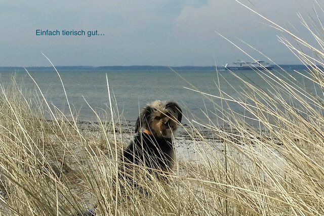 Ferienwohnung in Wendtorf - Whg. Hafenblick - Haus Nordlichter - Bild 12
