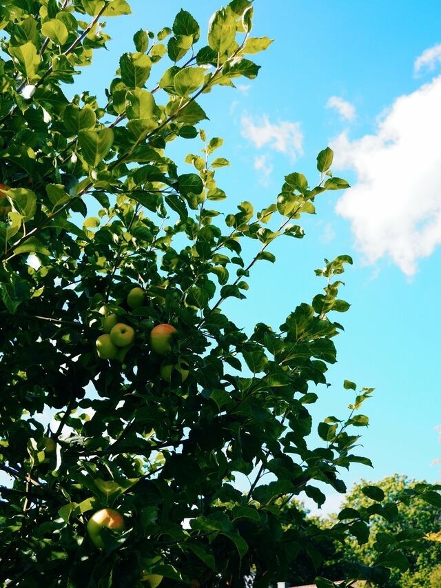 Ferienhaus in Gl&uuml;cksburg - Ferienhaus Pauline - Bild 19