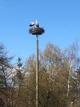 Ferienwohnung in Kenz-Küstrow - Ferienwohnung am Storchnest - Bild 25