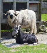 Ferienwohnung in Fehmarn OT Staberdorf - Landhaus 1, inkl. 1 Parkplatz - Bild 9