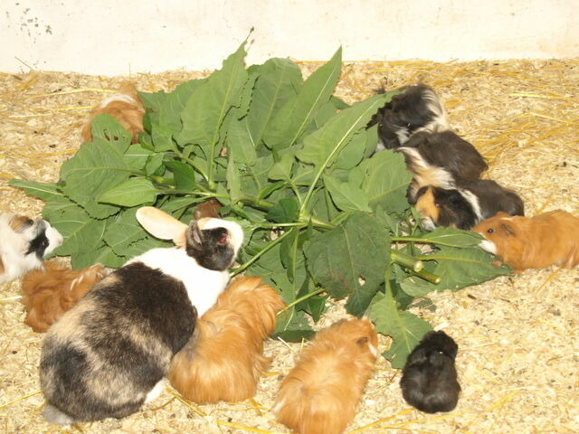 Ferienhaus in Fehmarn - Haus an der Pferdekoppel C eingez&auml;unt 1.30m - Bild 17