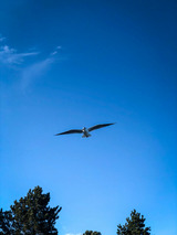 Ferienwohnung in Gl&uuml;cksburg - Ferienwohnung Sailing - Bild 23