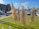 Ferienwohnung in Ueckermünde - Lagunenstadt am Haff Fewo 8 - Pier - Bild 16