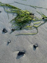 Ferienwohnung in Dranske - Kapitänskajüte am Bakenberg- D21 - Bild 11