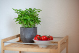 Ferienwohnung in Fehmarn - Ferienwohnung 3 - Bild 6